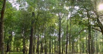 Forests such as this one could be equipped with wireless sensor networks near U.S. borders