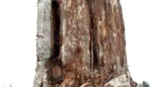 This is an example of how large a kauri tree trunk can get