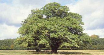 Oak trees can make good use of the nutrients colonies of microbes at their roots produce