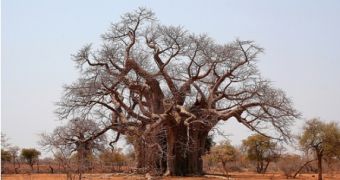 The Iroko tree can be used to clear the air of carbon dioxide emissions