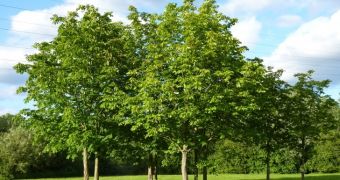 Trees can sometimes cause air pollution, researchers explain