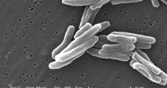 Scanning electron micrograph (SEM) image of a colony of TB bacteria