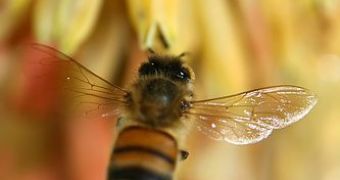 A bee's brain can be tricked concerning the real flight distance