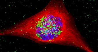 Photo shows a cancer cell containing the nanoparticles; the nanoparticles are colored green, and have entered the nucleus, which is the area in blue