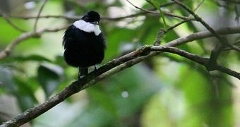 White-ruffed manakins are stressed out by continuous rain, and prefer to migrate to lower altitudes