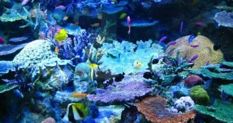Tropical Coral Reefs in Dire Need of Cooler Ocean Temperatures