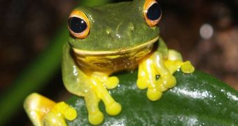 Species such as this tropical forest frog could permanently go extinct due to global warming