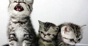 Tumblr and 4chan Battle It Out with DDoS and Cute Kittens