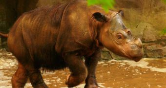 Tumors might make it impossible for critically endangered Sumatran rhino to breed