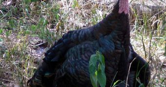 Modern turkeys may use their wings similarly to how proto-birds and early winged dinosaurs did