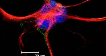 Astroglial cells can be used to form new neurons
