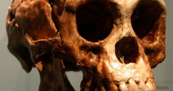 A skull belonging to Homo floresiensis