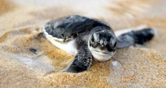 Baby turtles can influence their development while still inside the egg