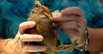 Turtle Gets a New Lease on Life by Means of a New Leg – Video