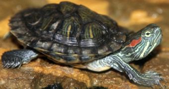 Man in Brooklyn is now desperately looking for his missing turtle, Willie