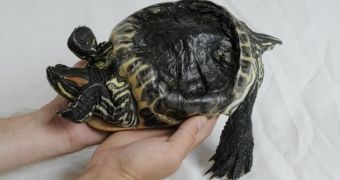 Abused turtle is now a "spokesperson" for others of its kind