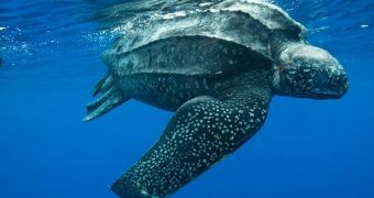 Study finds leatherback turtles use vocalizations to communicate