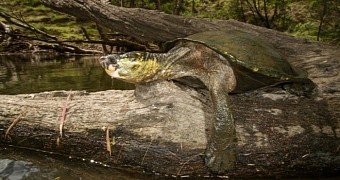 White-throated snapping turtles populate rivers in Australia