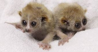 Twin Baby Slow Lorises Will Make Your Heart Melt