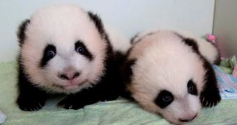 Panda twins Mei Lun and Mei Huan are both healthy and active, keepers say