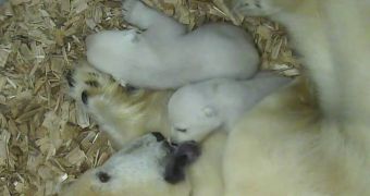 Staff at Hellabrunn Zoo in Germany say polar bear cubs born here in December 2013 are in excellent health