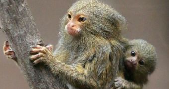 Belfast Zoo is now home to a pair of twin pygmy marmosets