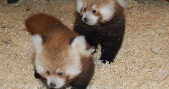 Baby red pandas need help finding suitable names