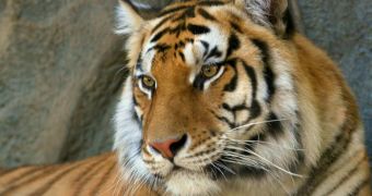 Police officers in Mexico City rescue two Bengal tiger and several deer owned by drug dealers