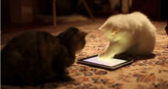 Game for Cats iPad app 'reviewed' by cats (screenshot)