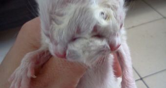 A Janus cat is born in Brazil
