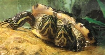 Woman in Maine, US finds two-headed turtle