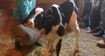 The two-headed calf born in a village in Morocco