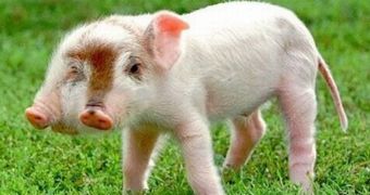 Pig born in China some time ago had two heads