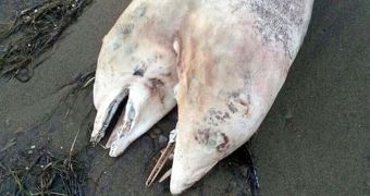 Two-headed dolphin said to have washed ashore in Turkey only a few days ago
