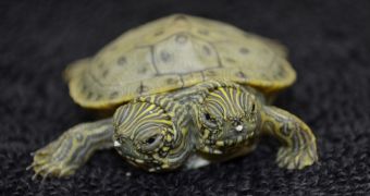 Turtle sporting two heads hatches at San Antonio Zoo
