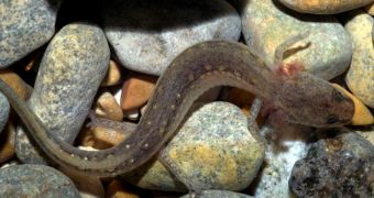 The US Fish and Wildlife Service lists two species of salamanders living in Texas as endangeed ones