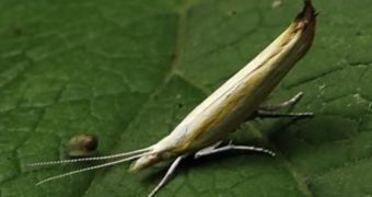 Two New Moth Species Are Discovered in Russia