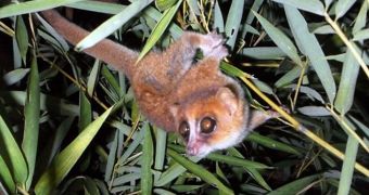 The average Microcebus marohita mouse lemur weighs about 78 grams (2.75 ounces)