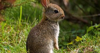 Two hunters in North Carolina seek treatment after being hit by rabbit fever