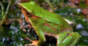 Two species of Rhinoderma darwinii frogs have gone extinct, a new study shows