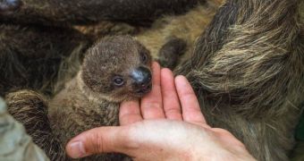 Baby sloth born at the National Aquarium on November 17