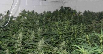 Two men were convicted after growing £500,000 ($828,150 or €602,000) worth of pot