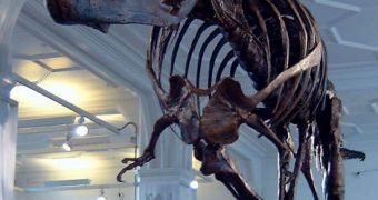 Tyrannosaurs Rex Ran Faster than First Calculated