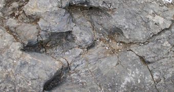 Dinosaur footprint discovered in Canada