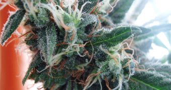 The White Widow is considered to be the most potent strain of cannabis in the world today