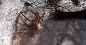 A cave spider in its natural habitat