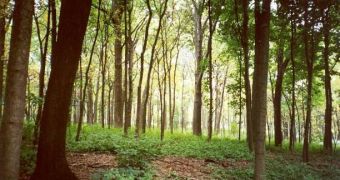 Woodland habitats in the UK are losing their unique traits to slight environmental changes