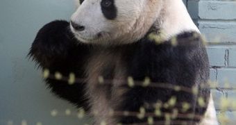 Female giant panda living at Edinburgh Zoo is artificially inseminated by veterinarians