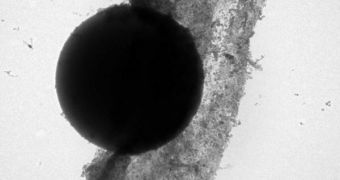 TEM images of polysterol latex microspheres electrostatically attached to free-floating nano-films