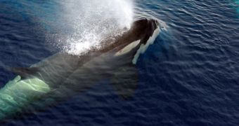 ICJ expected to rule on Australia's complaints againg Japan's whaling program this March 31